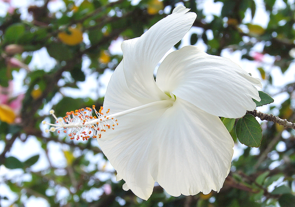 White Hibiscus rosa sinensis flower with orange anthers