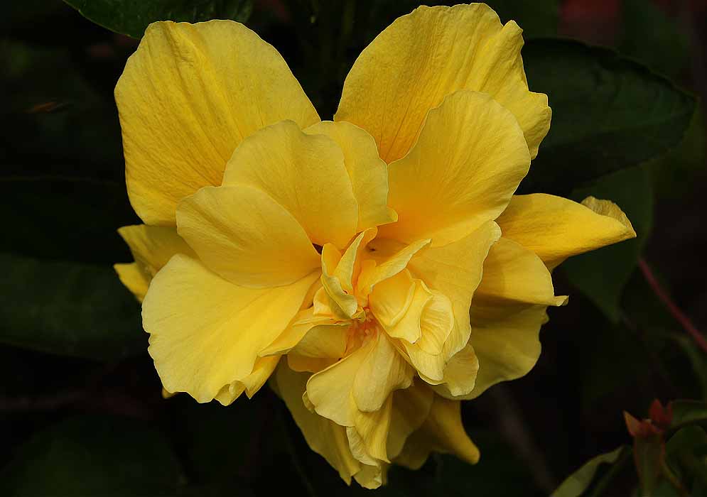 Yellow double-flowered Hibiscus rosa sinensis 