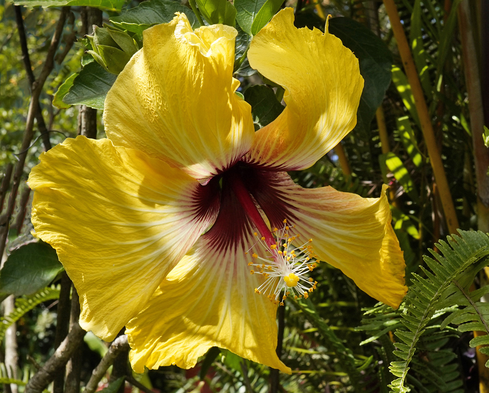A yellow Hibiscus rosa sinensis flower with a red center