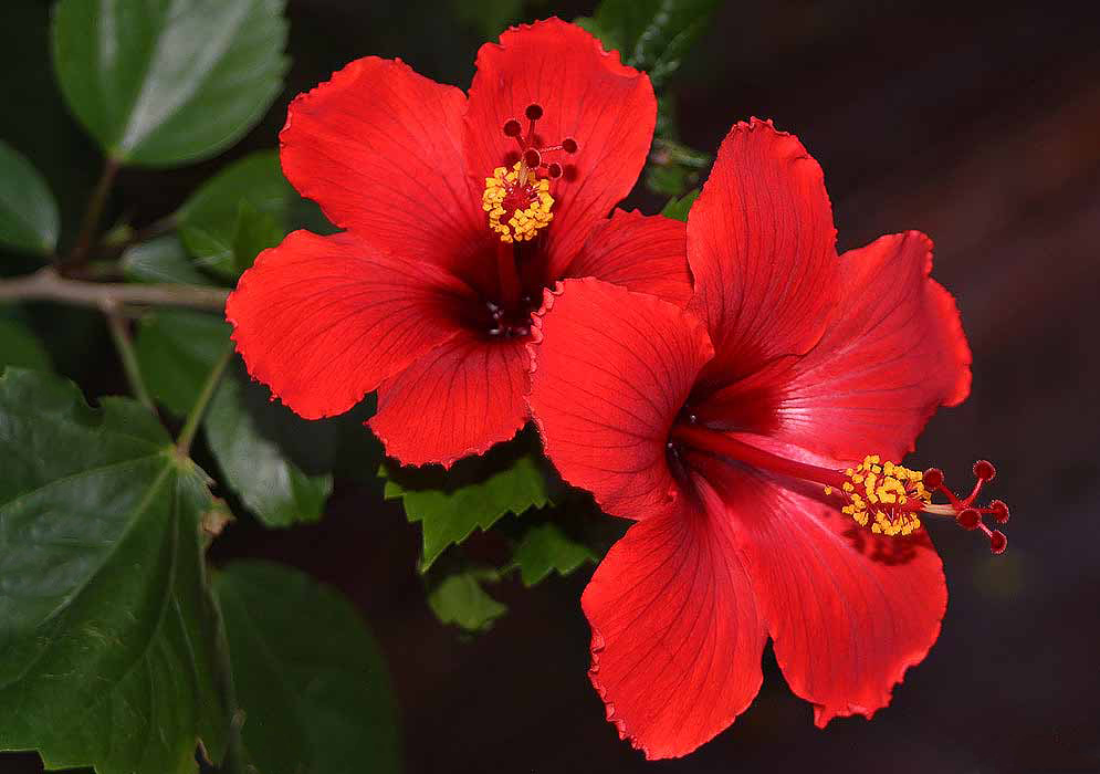 Two bright red Hibiscus rosa sinensis flowers with dark centers and yellow anthers during early dawn