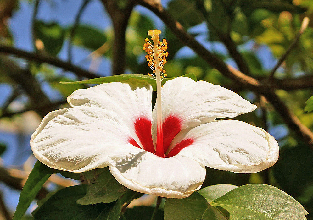 Beautiful white Hibiscus rosa sinensis flower with a red center and yellow anthers under sunlight