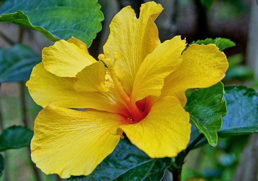 Yellow Hibiscus rosa sinensis flower with an orange center