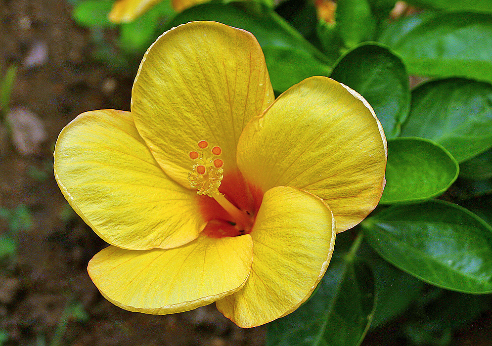 Yellow hibiscus rosa sinensis flower with an orange center