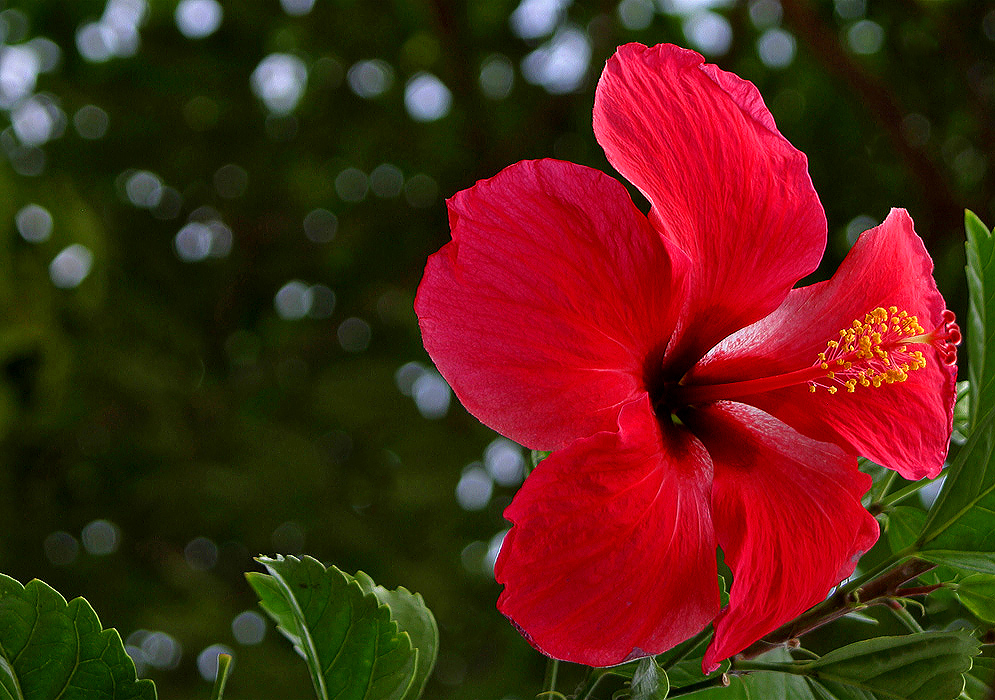 Red Hibiscus rosa sinensis flower with yellow anthers and red stigmas