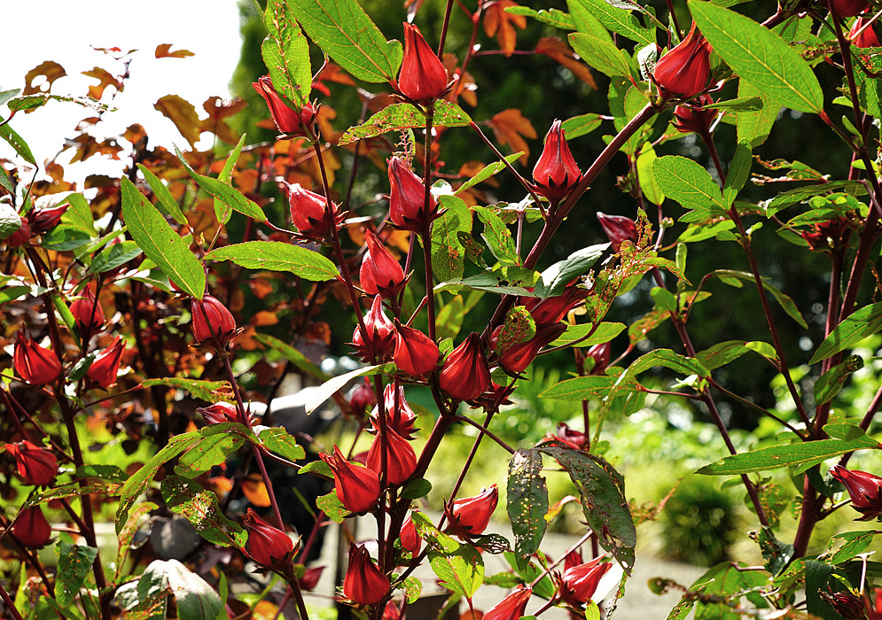 Hibiscus sabdariffa branches with red fruits in sunlight
