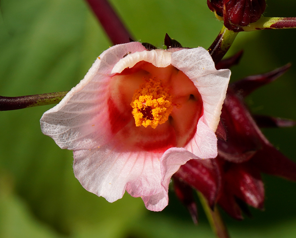 Hibiscus sabdariffa Pink Flower Close-up of a Hibiscus sabdariffa flower with pale pink petals, red center, and prominent yellow-orange stamens emerging from a deep tubular throat
