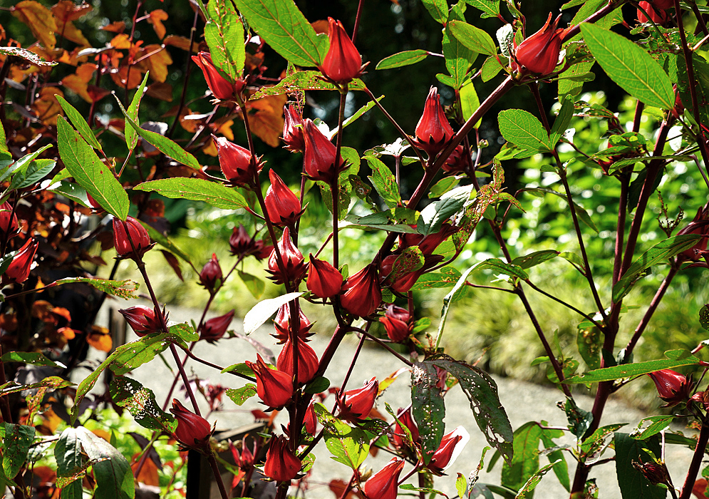 Hibiscus sabdariffa branches with red fruits