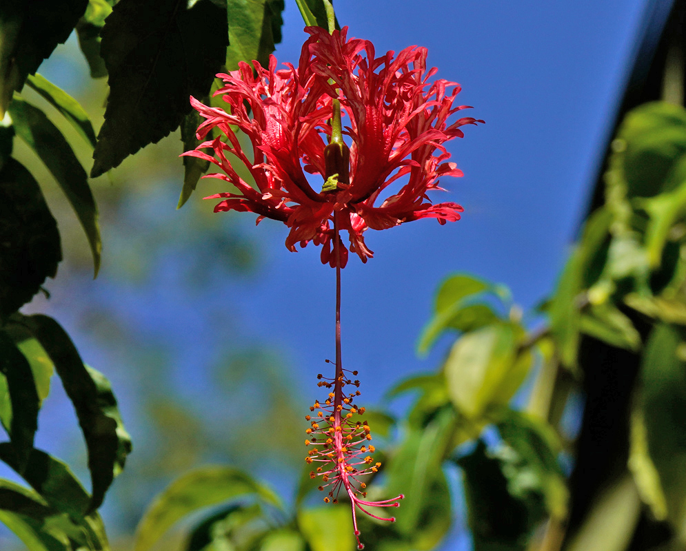 A Hibiscus schizopetalus flower with feathery, backward-curving red petals and a long pendant staminal column, photographed against a blue sky
