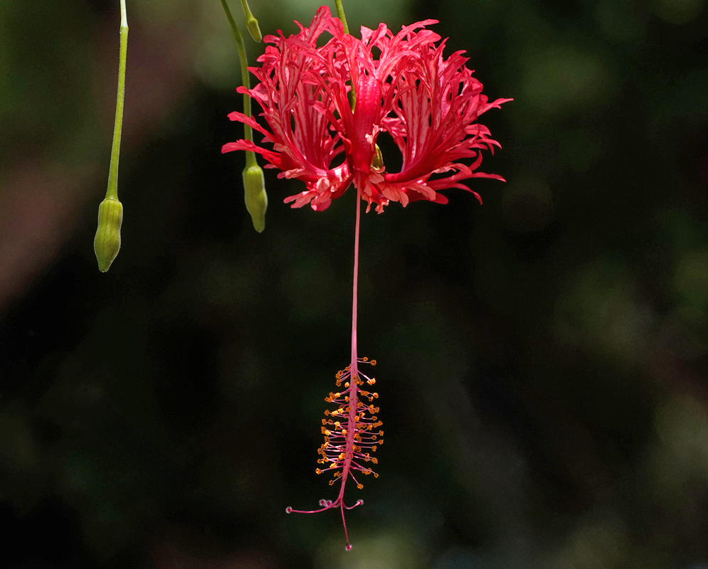 A lacy red flower of Hibiscus schizopetalus hangs downward on a long stalk, with deeply fringed petals and an extended staminal column tipped with orange anthers