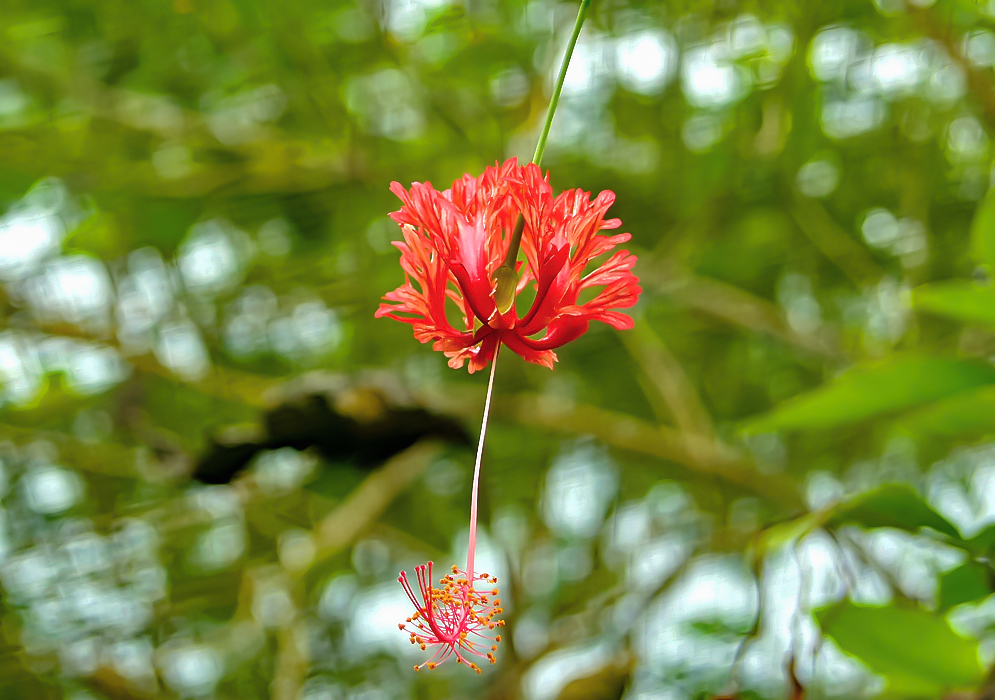 A red Hibiscus schizopetalus with a long pink column with yellow anthers