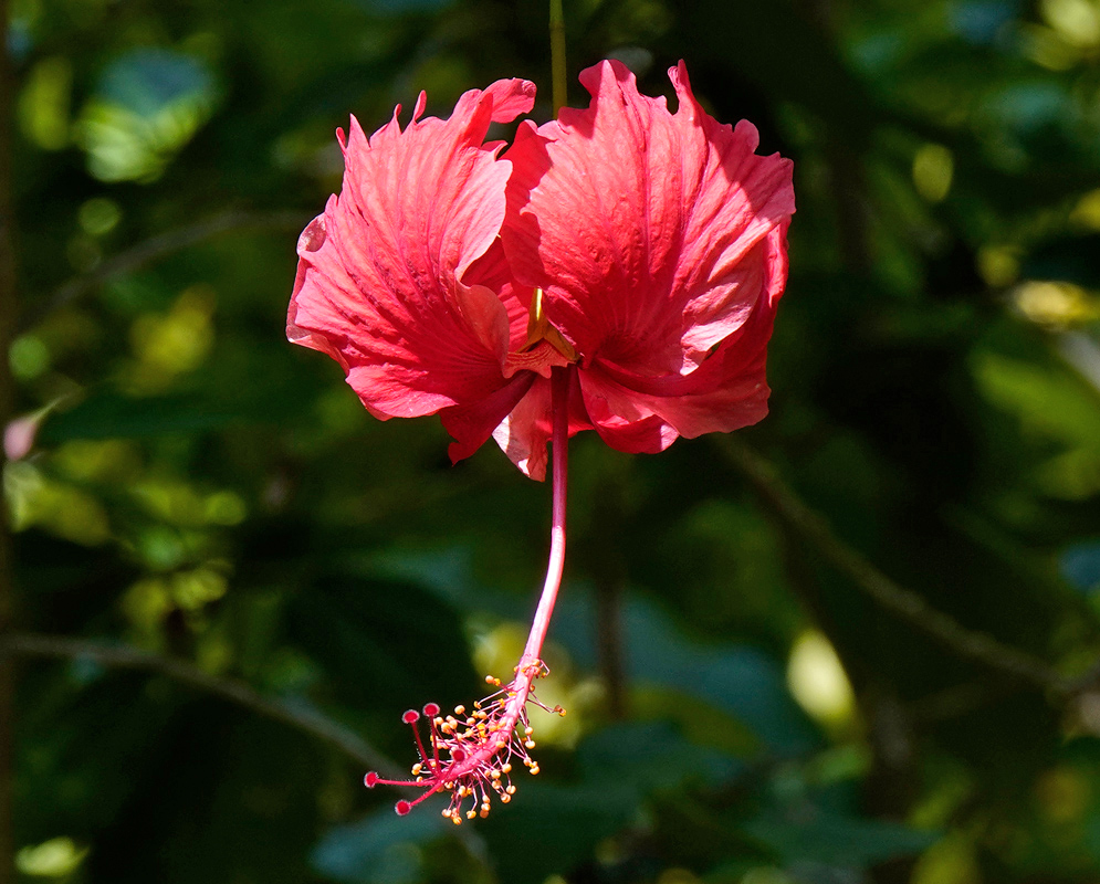 A back view of a Hibiscus schizopetalus bloom showing its curled red petals and prominent descending staminal column with visible yellow and red reproductive parts