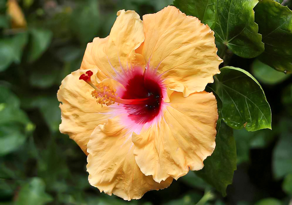 Yellow Hibiscus rosa sinensis flower with a red and pink center