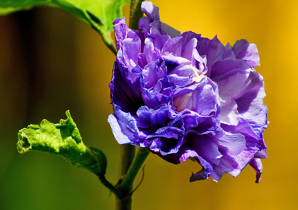 A  blue-purple Hibiscus syriacus flower