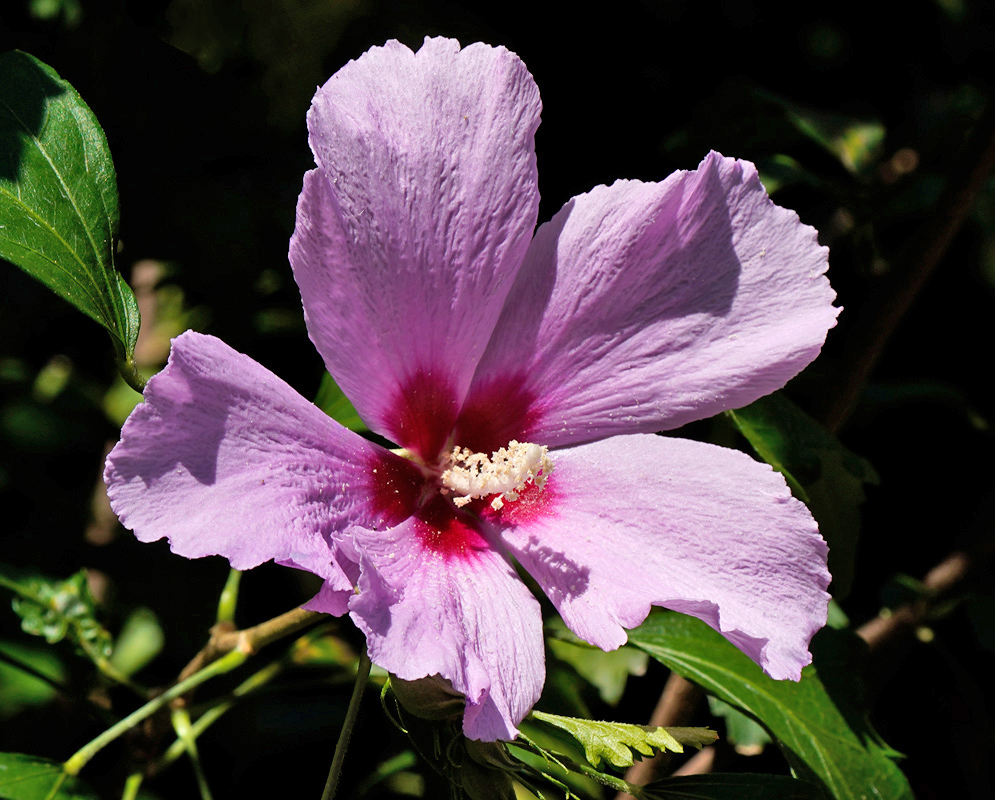 Fully opened Hibiscus syriacus flower with four broad pale pink petals and a dark red center, displaying a prominent central column of white stamens