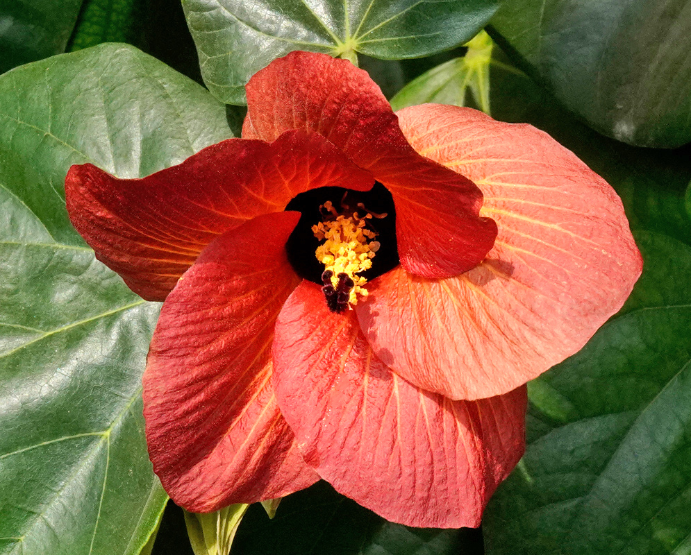 Hibiscus tiliaceus Flower Orange A glowing orange Hibiscus tiliaceus flower with radiant veins and dark maroon center, surrounded by green tropical leaves
