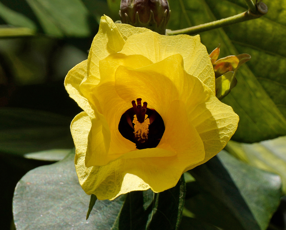 Hibiscus tiliaceus Yellow Flower A bright yellow Hibiscus tiliaceus flower with a contrasting maroon-black center, surrounded by glossy green leaves