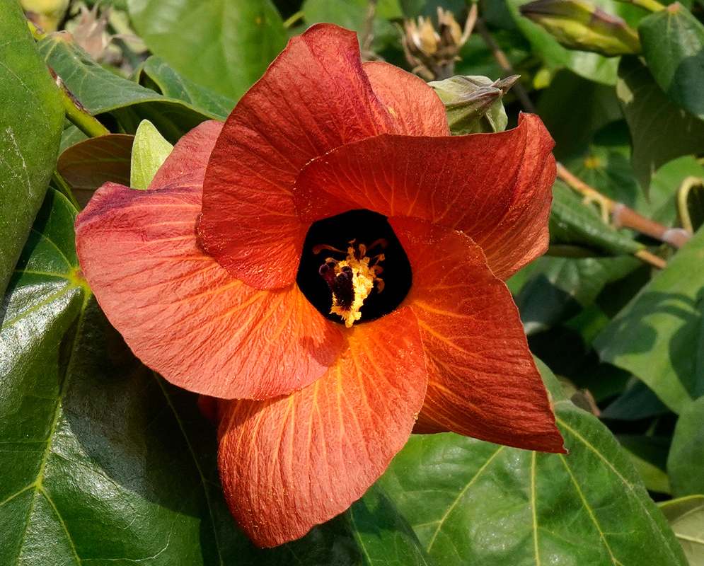 Hibiscus tiliaceus Orange Flower A rich orange-red Hibiscus tiliaceus flower with a dark central throat and bold petals against a backdrop of green foliage