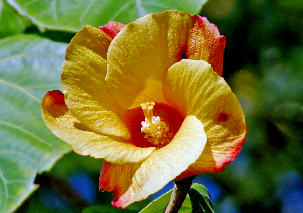 A yellow hibiscus tiliaceus flower in sunlight