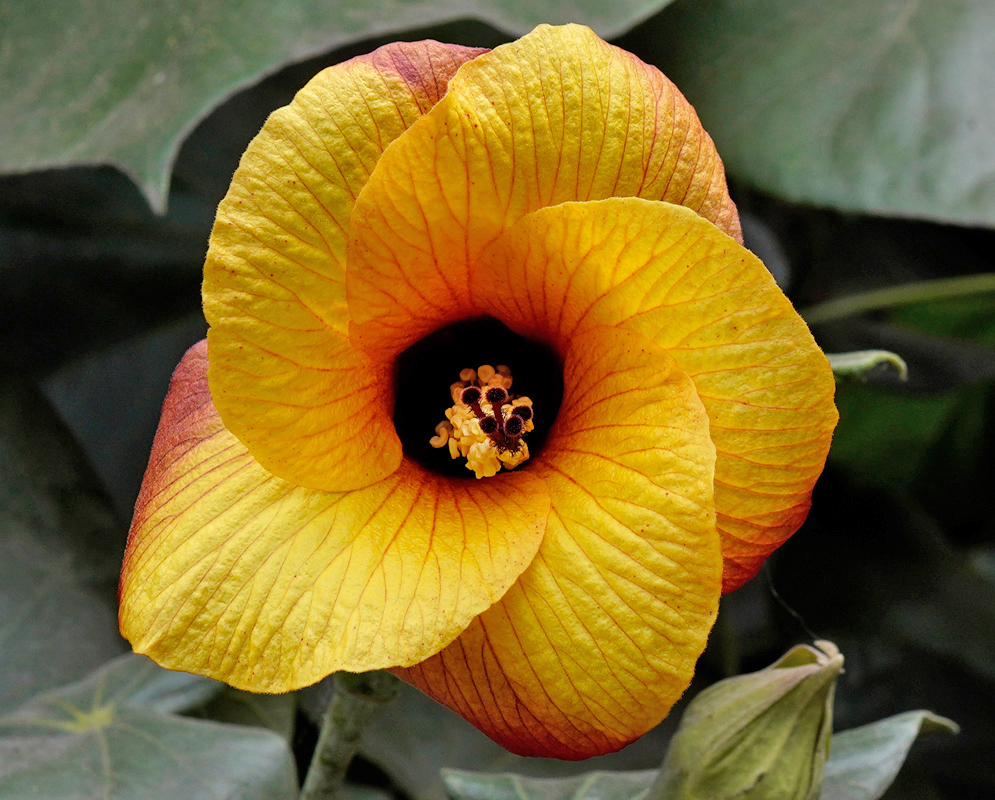 Hibiscus tiliaceus Yellow A single vivid yellow Hibiscus tiliaceus flower with an orange and black center, blooming among large green leaves