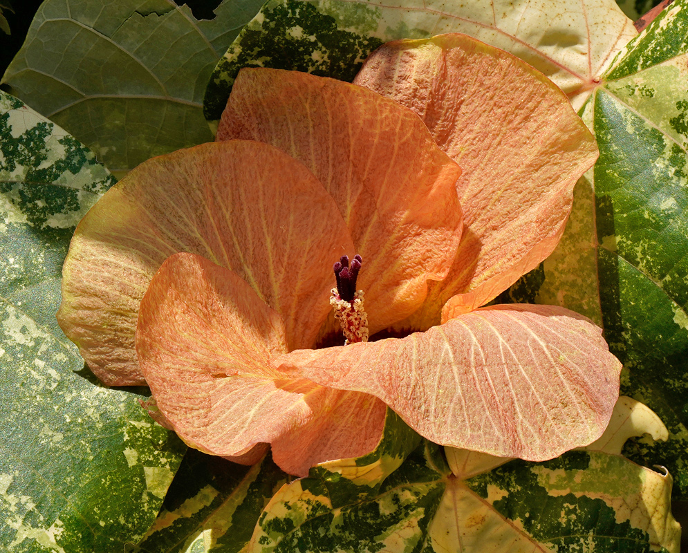 Hibiscus tiliaceus Flower with Variegated Leaves A single soft orange-pink Hibiscus tiliaceus flower blooming among large variegated green leaves