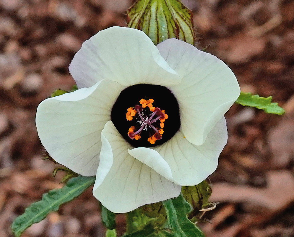Hibiscus trionum has pale cream petals around a dark purple eye with yellow-orange anthers at the center
