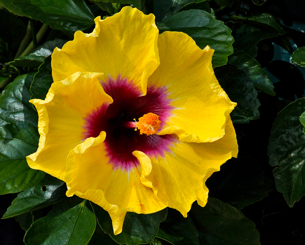 Yellow Hibiscus rosa sinensis flower with a red-orange center and sepals in sunlight