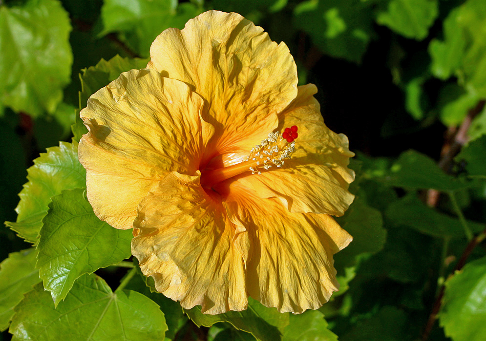 Bright yellow Hibiscus rosa sinensis flower with light yellow anthers and red sepals in sunlight