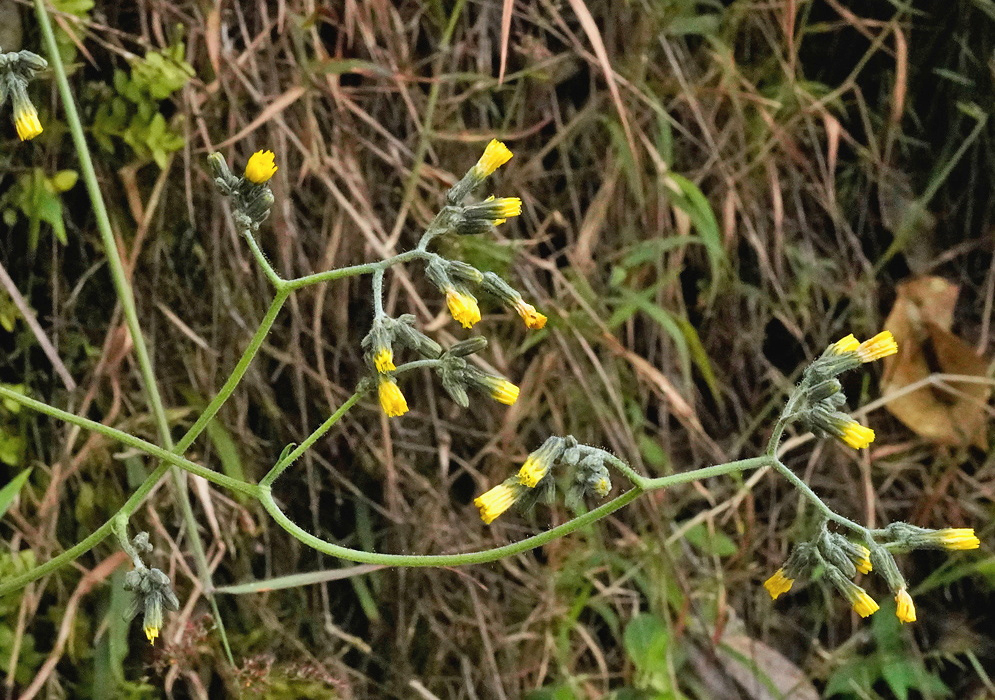 Hieracium avilae bears small yellow flower heads on slender branching stems above narrow gray-green hairy leaves