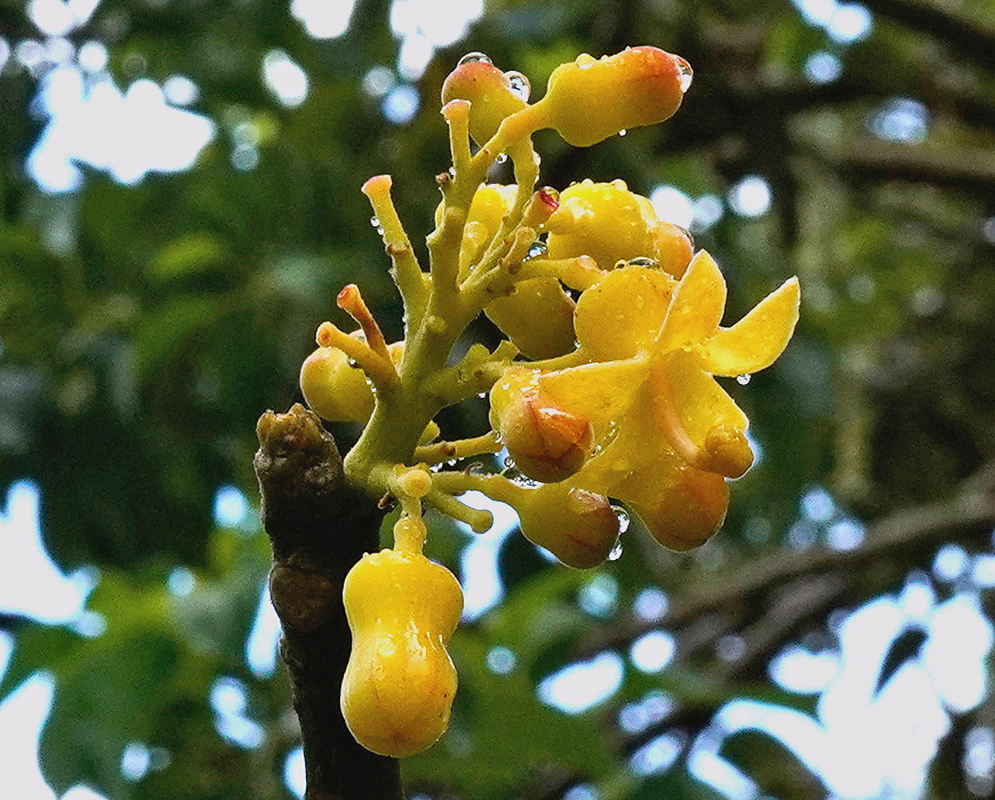 Hildegardia cubensis has yellow bell-shaped five-lobed flowers with projecting red-brown anthers on a branching stalk