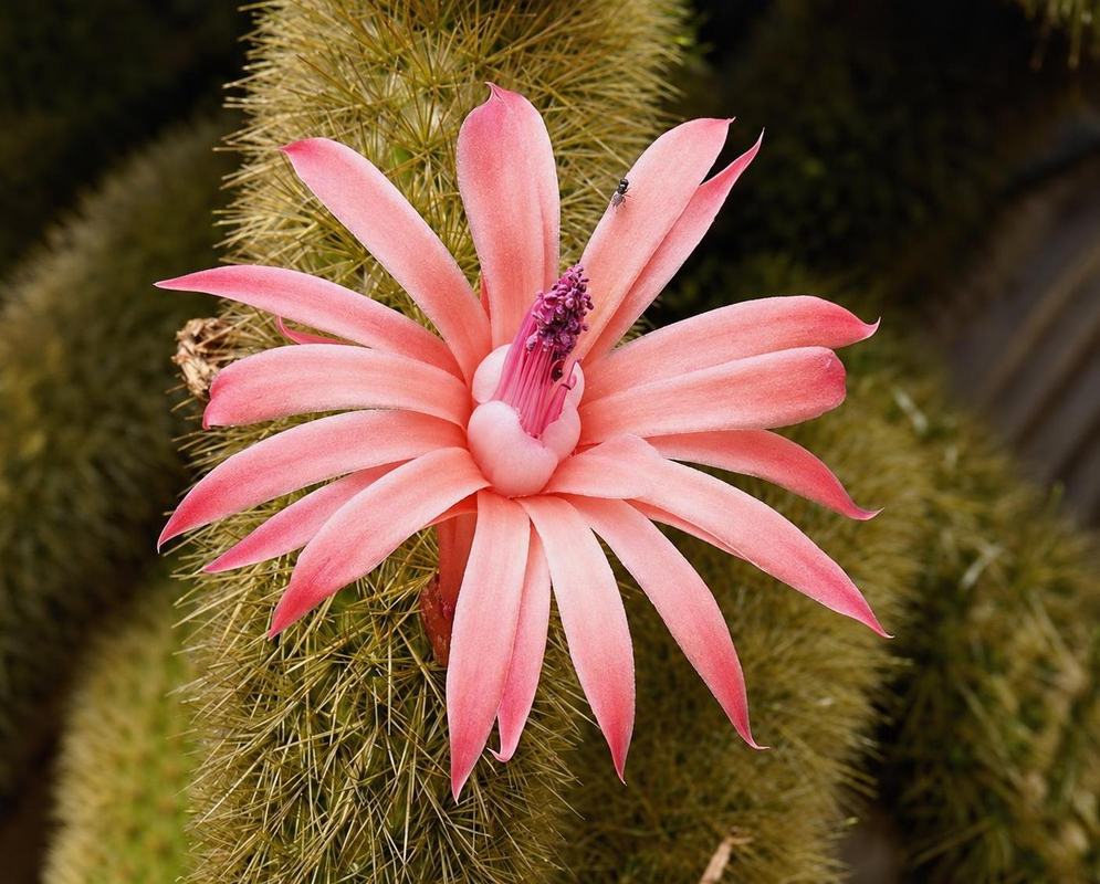 A pink Hildewintera aureispina flower spreads many narrow petals beside a golden-spined cylindrical stem