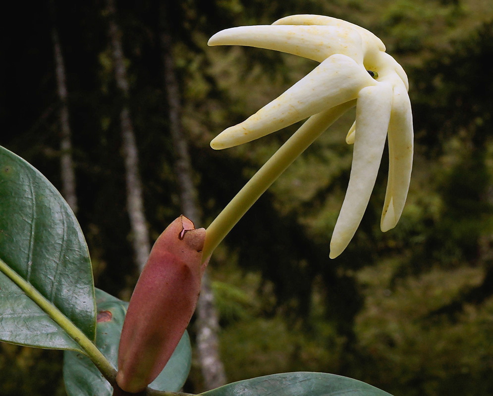 Hillia parasitica flower