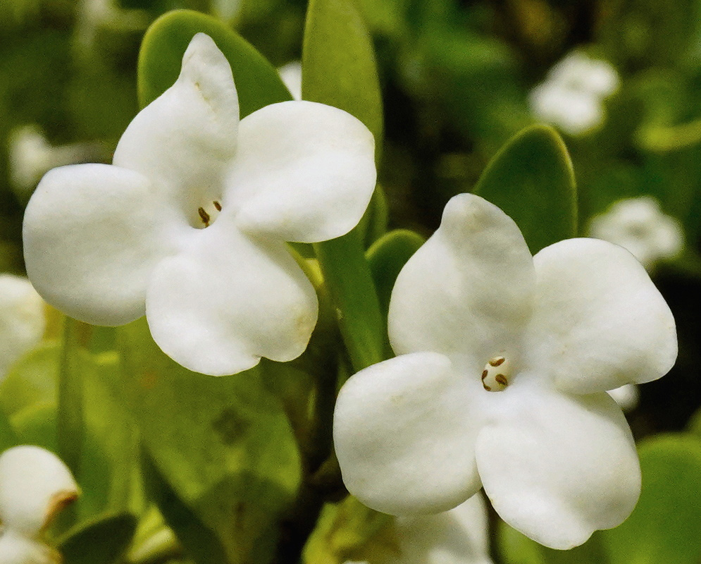 Hillia tetrandra has creamy white four-lobed flowers nestled among thick narrow green leaves