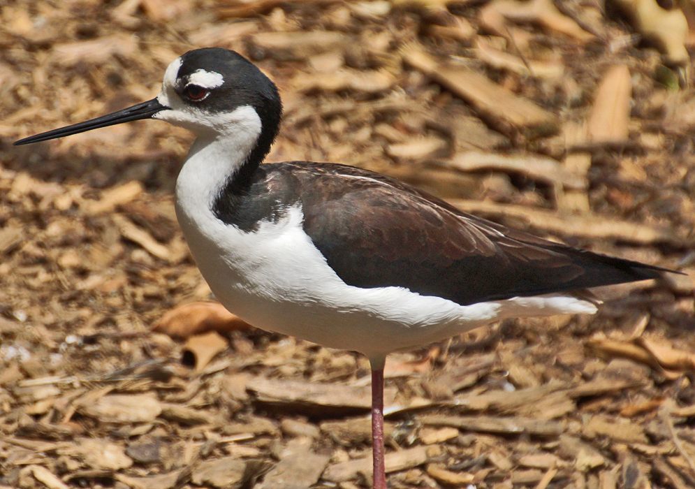 White-and-black-feathered Himantopus 