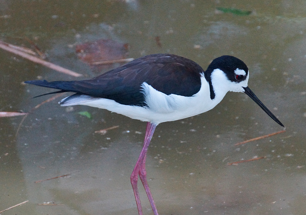 White-and-black-feathered Himantopus mexicanus with pink legs