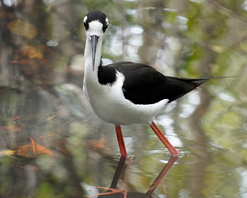 A Himantopus mexicanus standing with its legs, posture, and body plumage visible