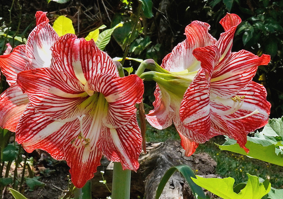 Large red Hippeastrum correiense flowers have broad white stripes along their petals