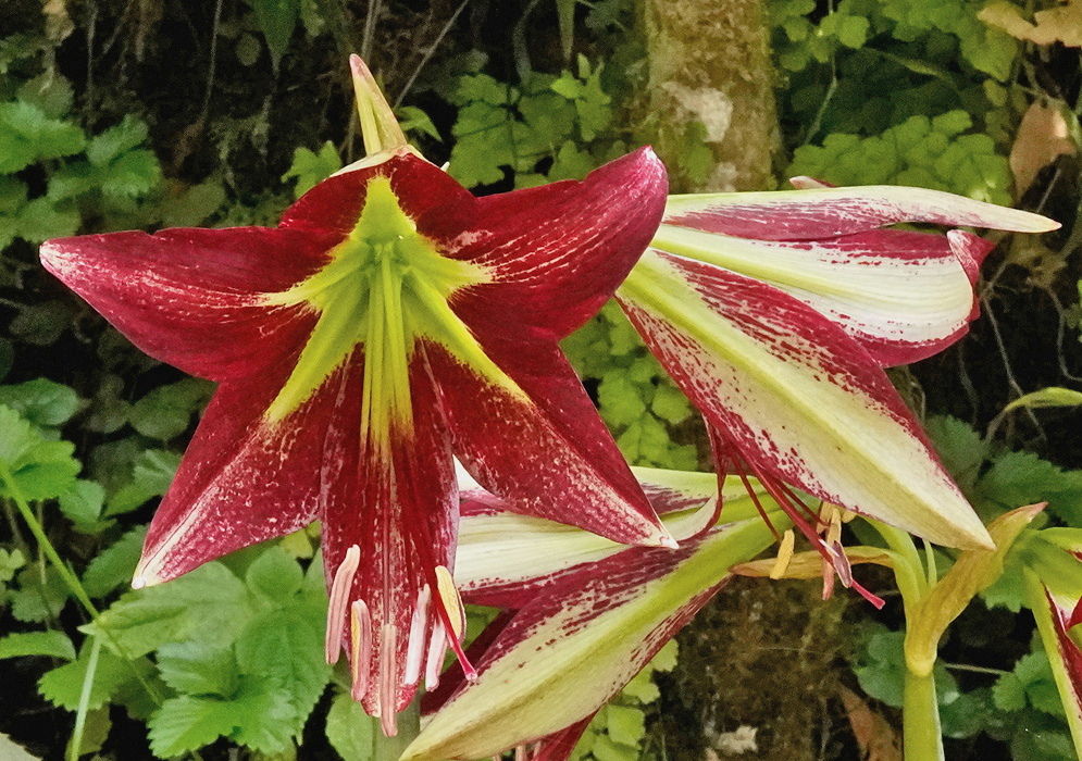 A dark red and white Hippeastrum machupijchense flower has long pointed curled segments and projecting stamens