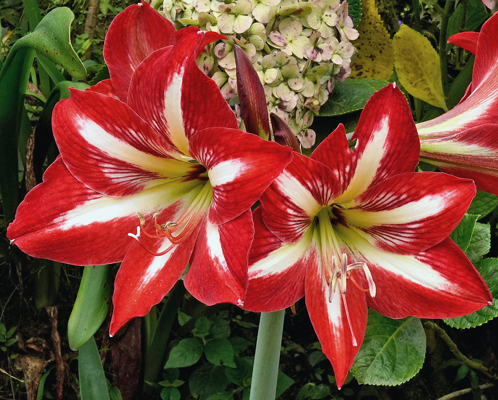 Red Hippeastrum peruvianum flowers have broad white central stripes and greenish throats