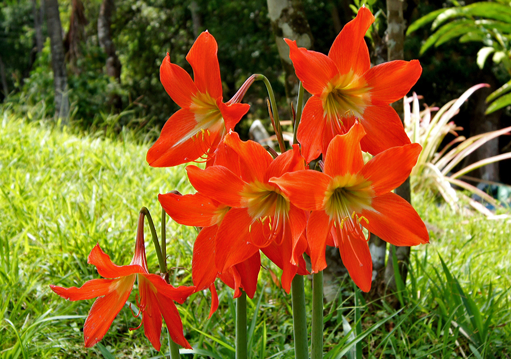 Orange Hippeastrum puniceum flowers with yellow centers and anthers