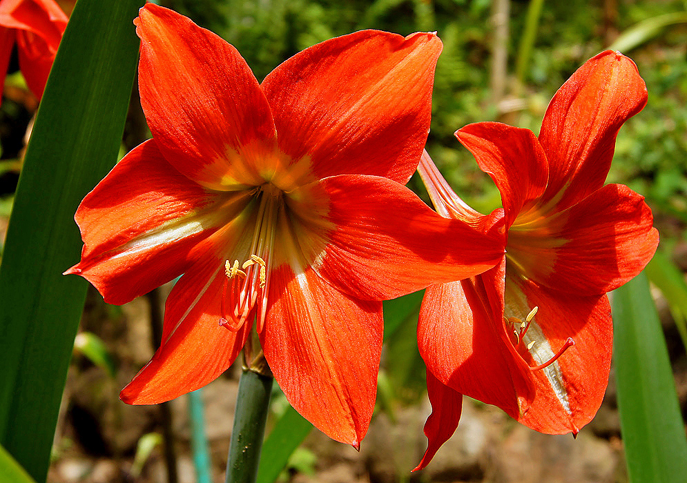 Two orange Hippeastrum puniceum flowers with yellow centers and anthers in sunlight