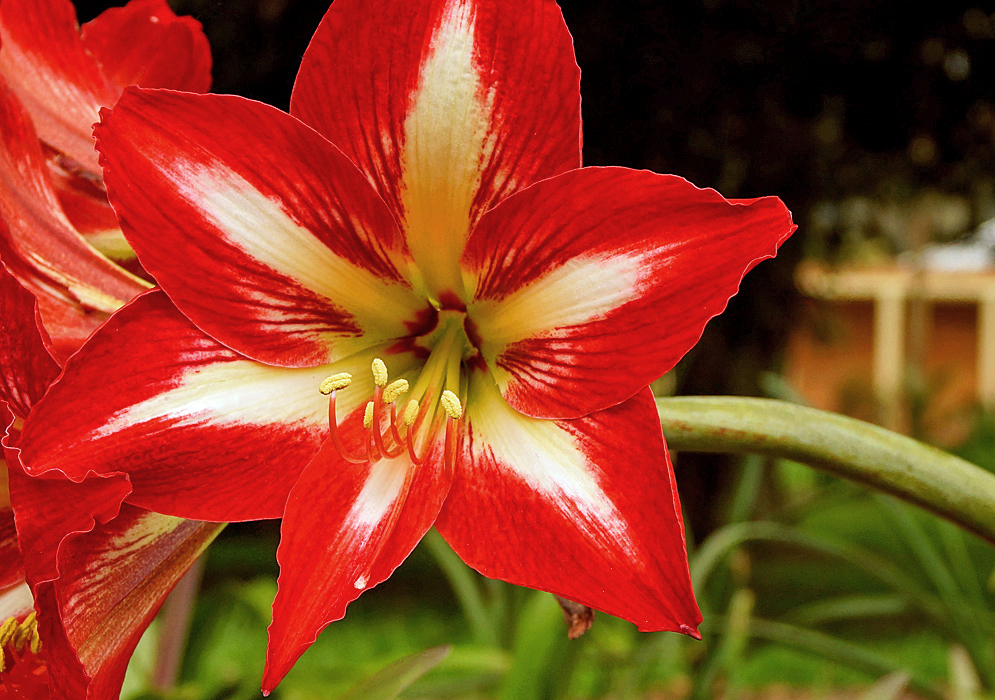 A red hippeastrum flower with white marking in the center of the petals and a green throat with yellow anthers