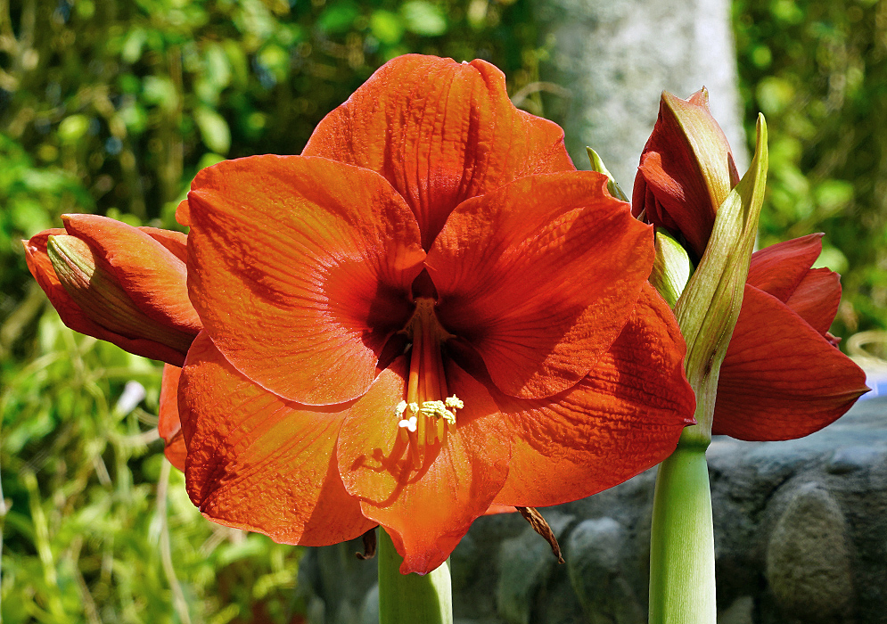 Hippeastrum vittatum Orange Flower Orange Hippeastrum vittatum flower with white anthers in sunlight