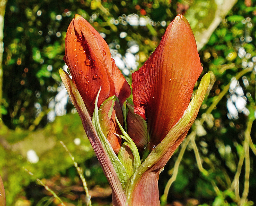 Orange Hippeastrum vittatum flower bud
