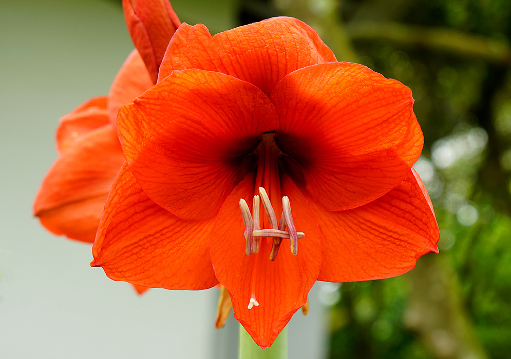 A scarlet hippeastrum flower with a white stigma and purple and yellow anthers