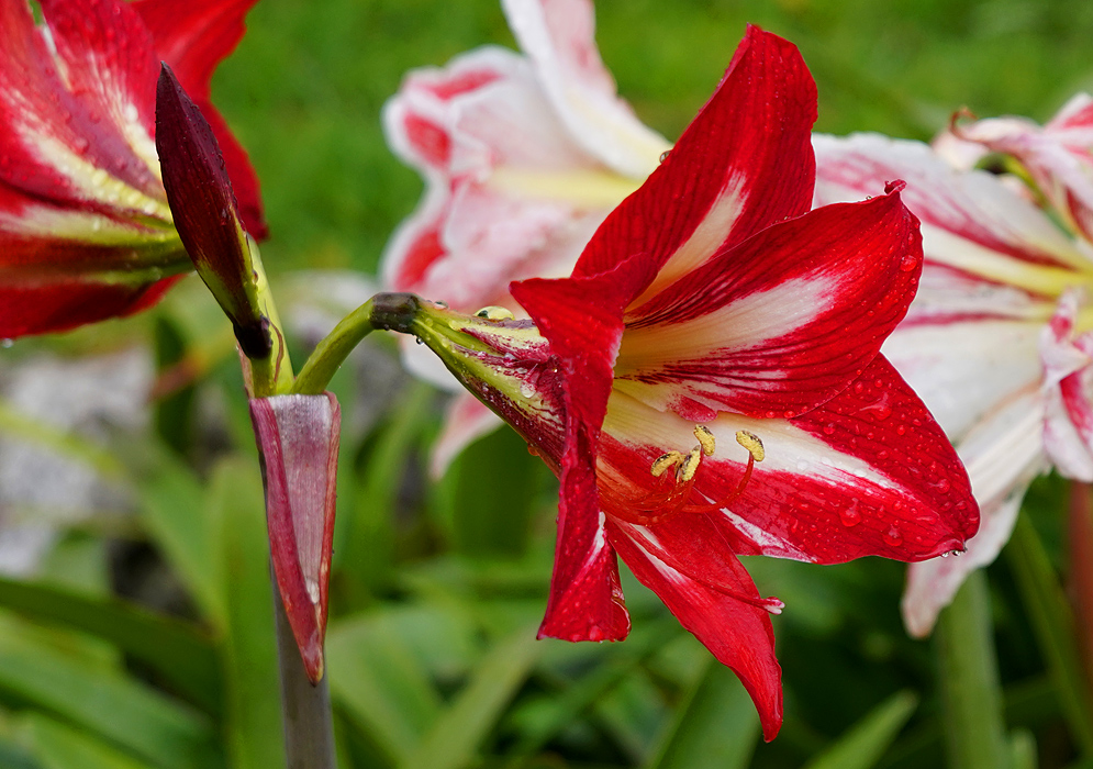 A side-view of a red hippeastrum flower with white marking in the center of the petals and yellow anthers covered in raindrops