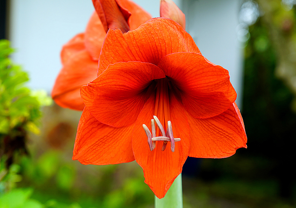 A scarlet hippeastrum flower with purple and yellow anthers