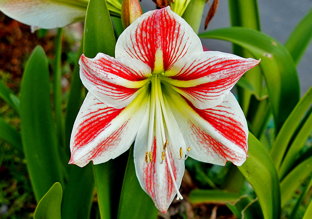 A white hippeastrum flower with red marking in the center of the petals and a green-yellow throat with brown anthers