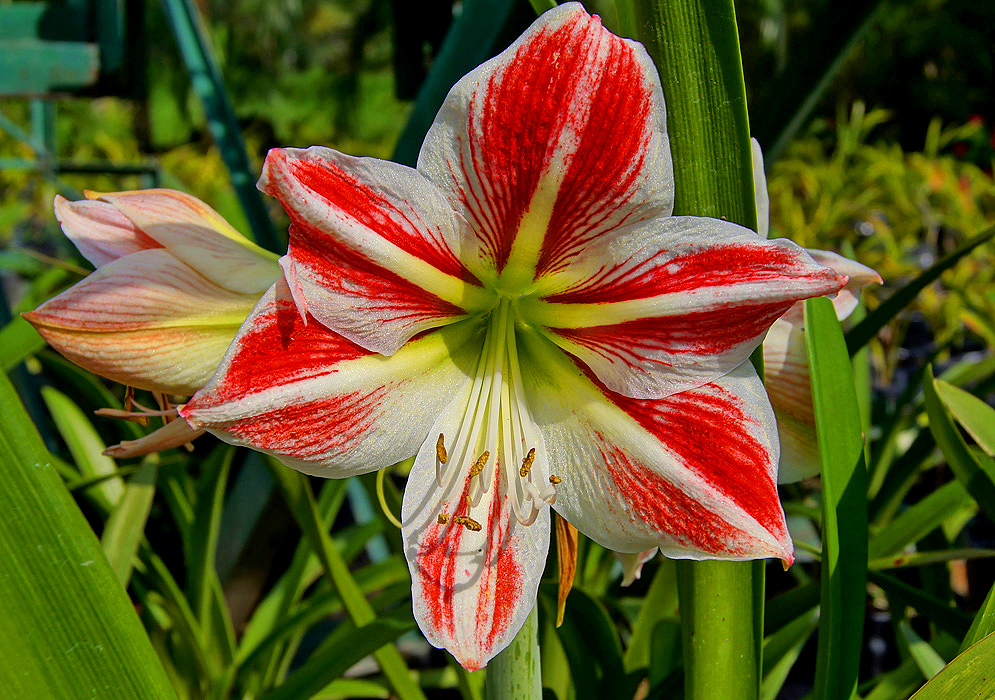 A white hippeastrum flower with red marking in the center of the petals and a green throat with brown anthers