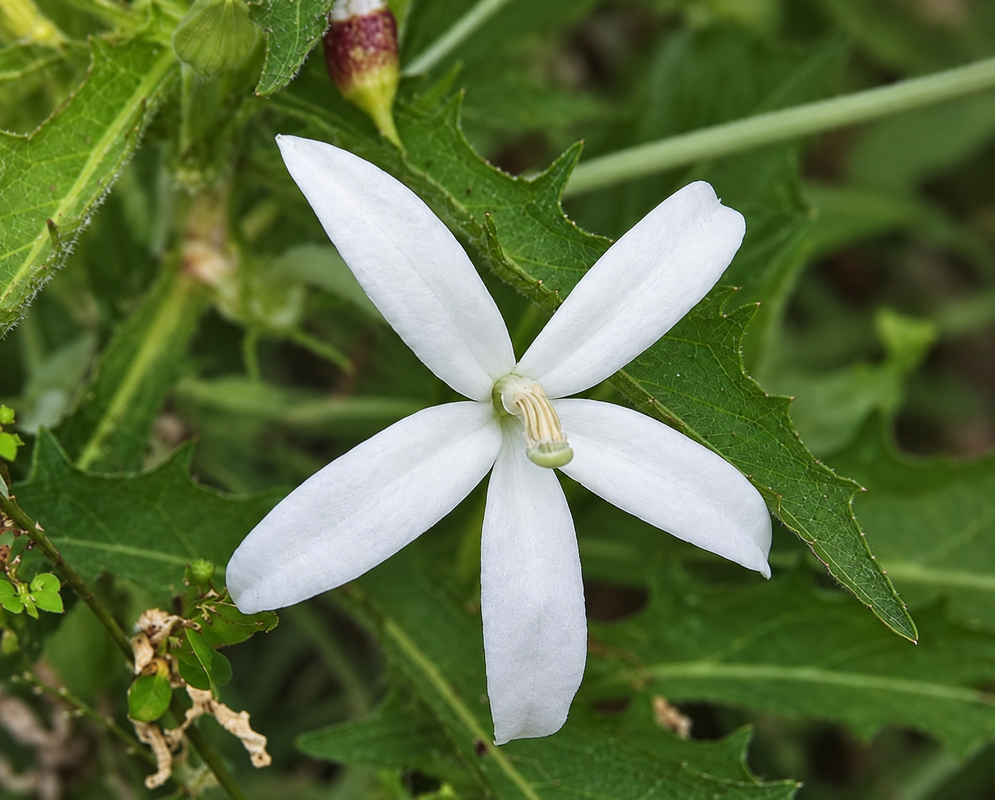 Hippobroma longiflora White Flower White Hippobroma longiflora flower with a projecting central column