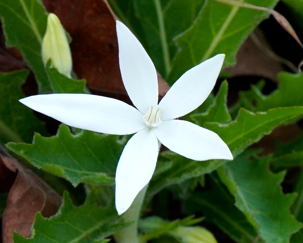 Hippobroma longiflora White Flower A white star-shaped flower of Hippobroma longiflora with five narrow pointed petals emerging from spiny green foliage